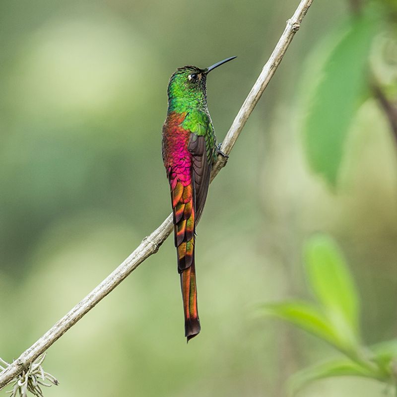 Red-tailed Comet