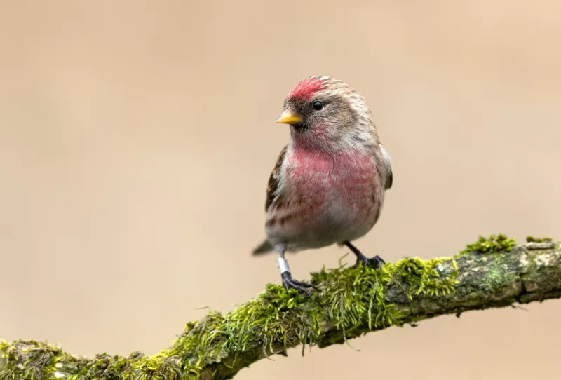 Common Redpoll