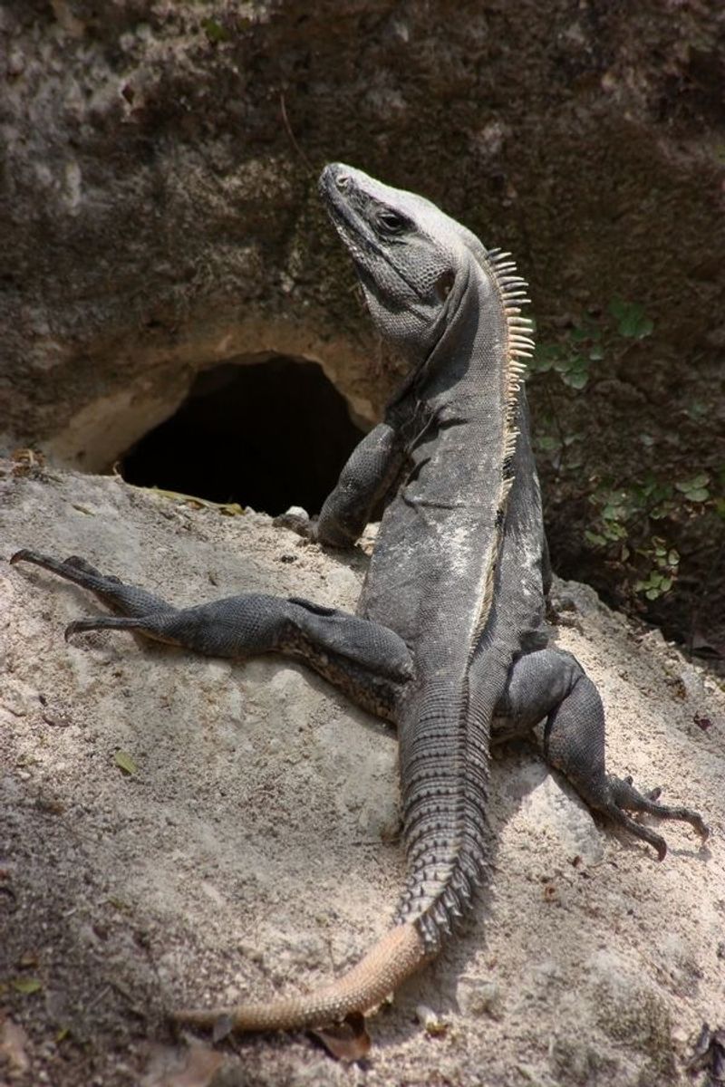 Spiny-tailed Iguana