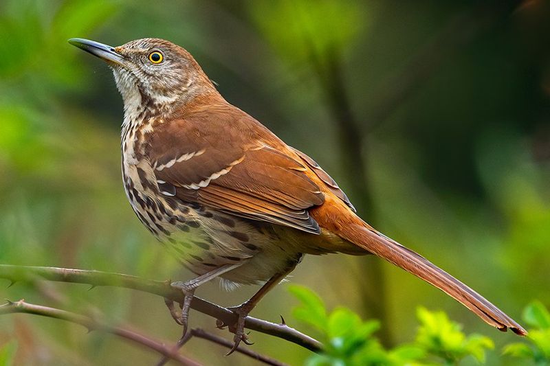 Brown Thrasher