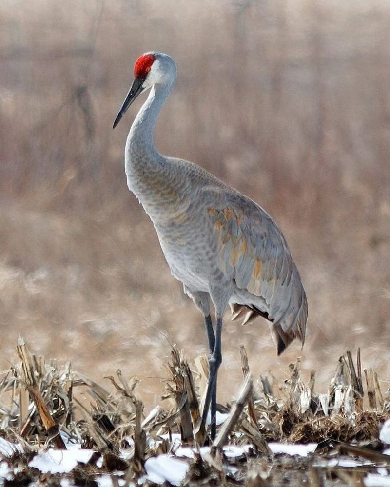 Sandhill Crane