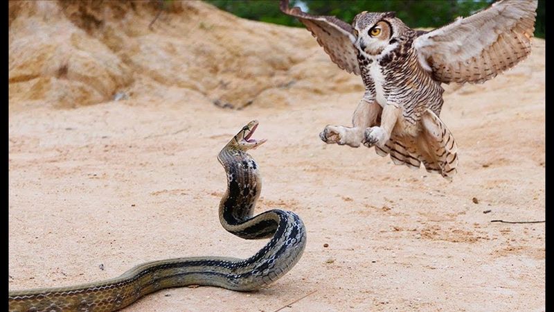 Owls