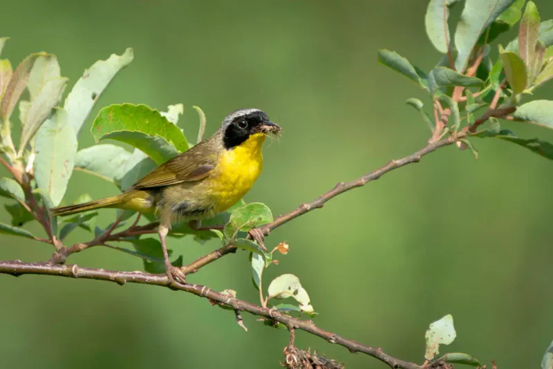 Common Yellowthroat