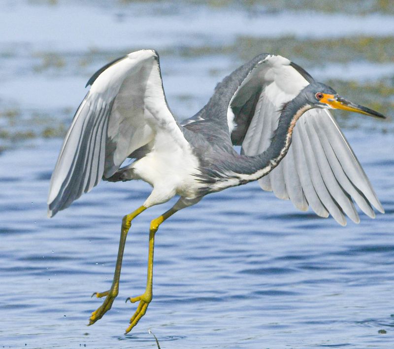 Tri-colored Heron