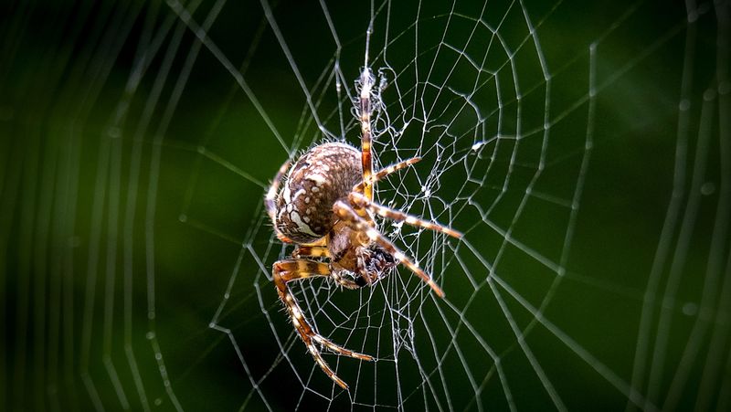 Web Repair Frequency