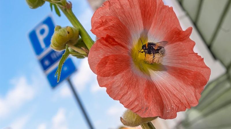 Threat to Medicinal Plants