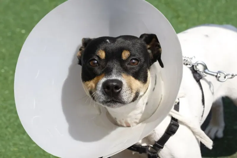 Prevention of Unwanted Litters