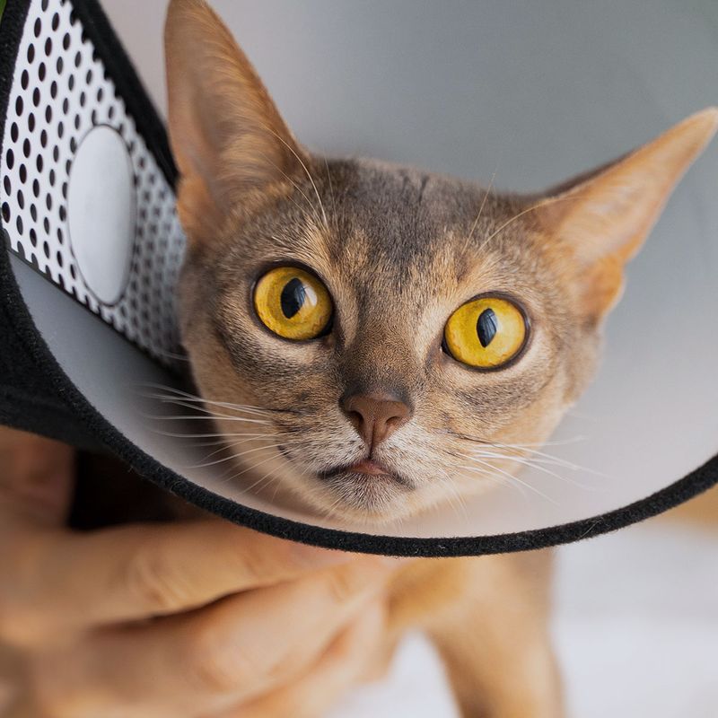 Enhanced Pet Health