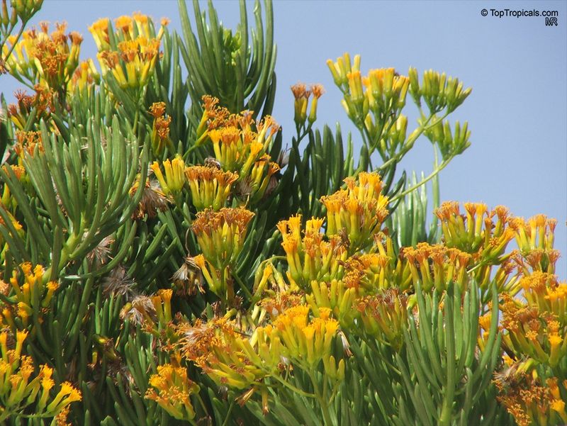 Invasive Plants