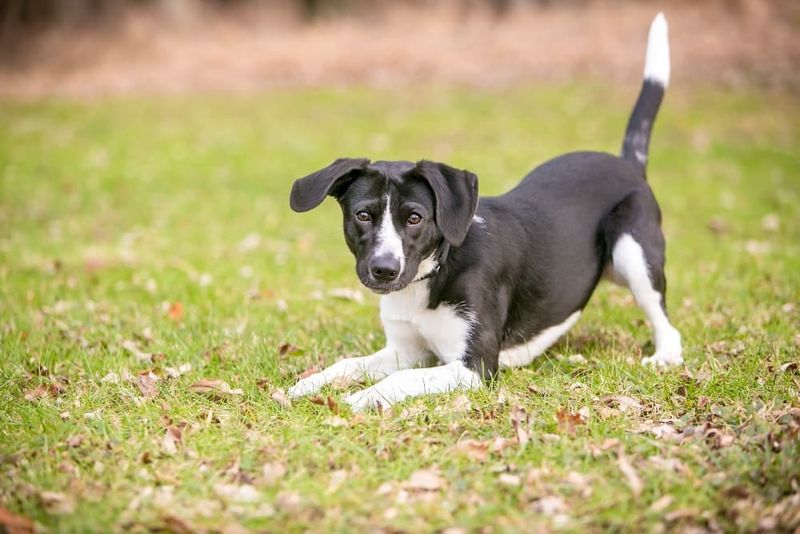 Playful Behavior