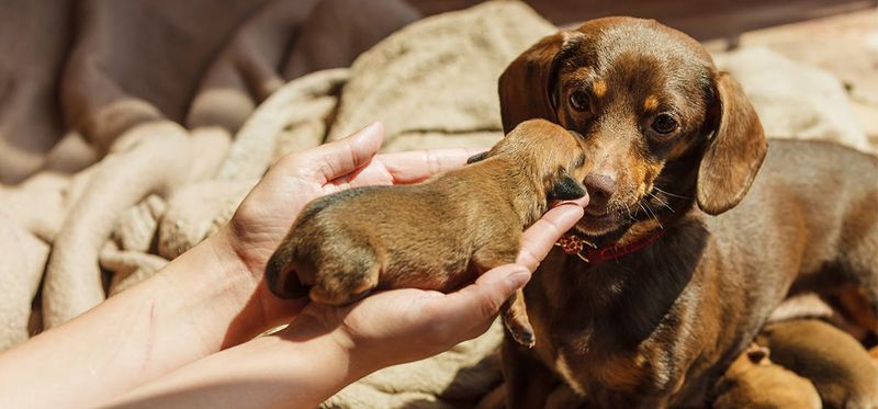 Puppies Ignored by Mother