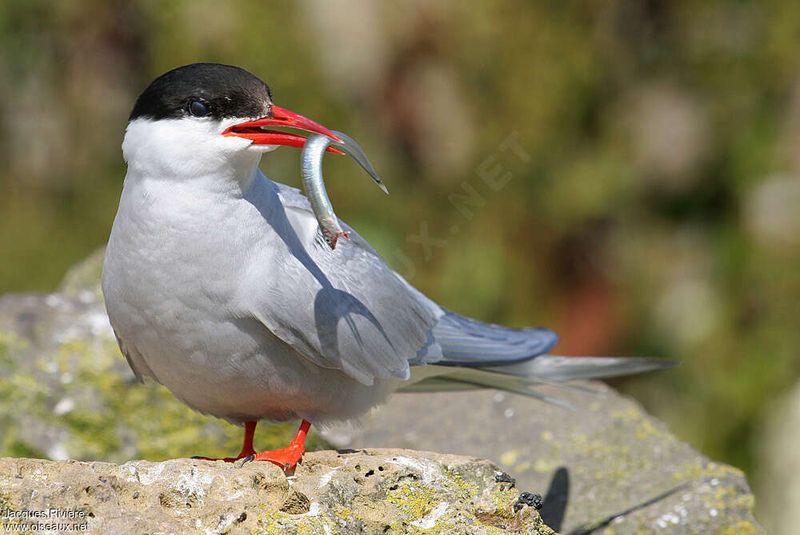 Unique Feeding Habits