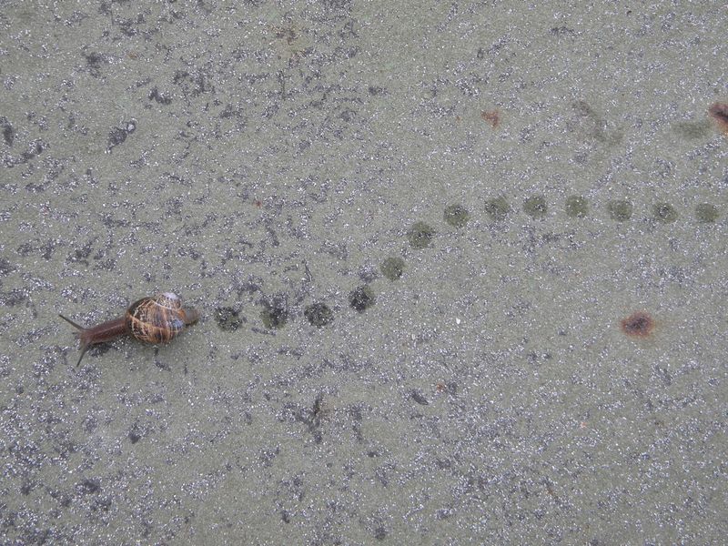 Fascinating Footprints