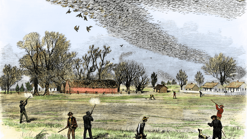 Ecological Impact