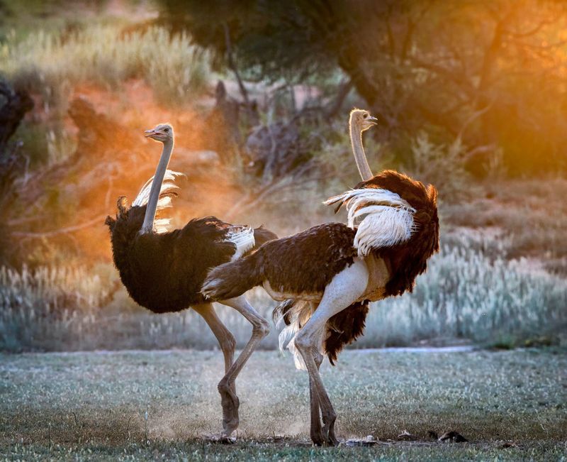 Reproductive Behavior