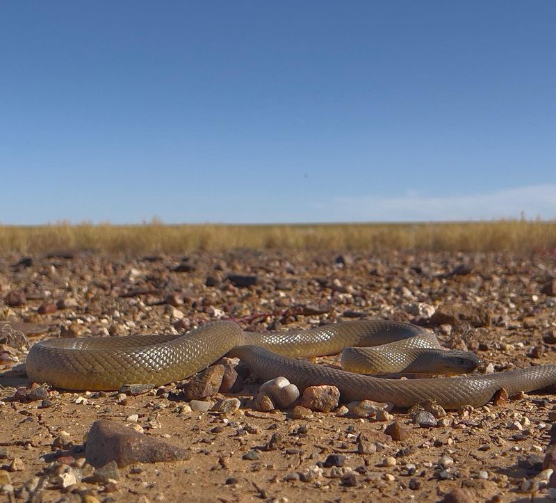 Camouflage and Adaptation