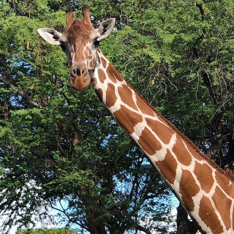 Giraffes and Leafy Canopies