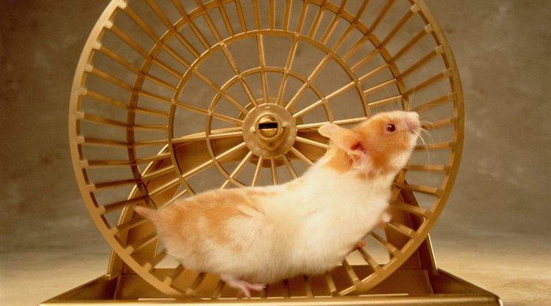 Hamsters