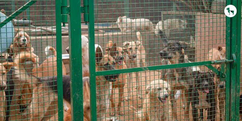 Visit Local Shelters