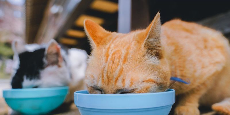 Flexible Diet Adaptations