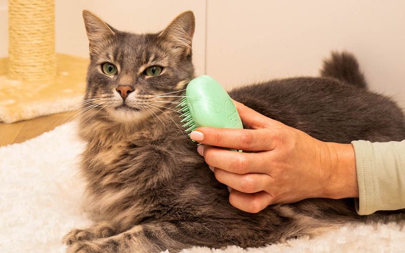 Grooming Sessions
