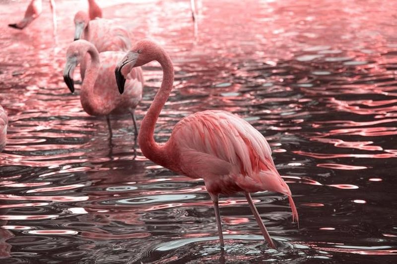 Flamingo