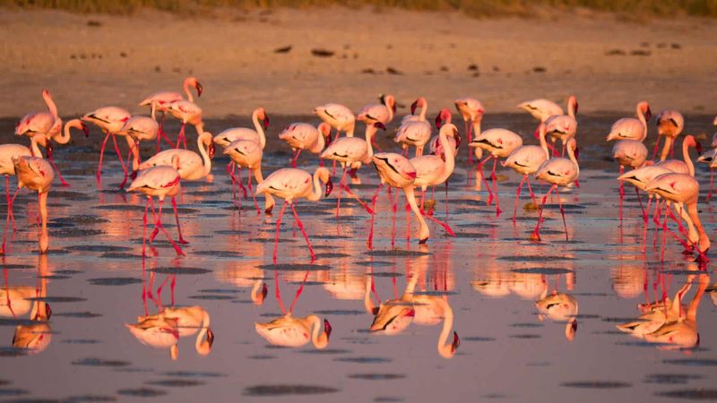 Flamingo