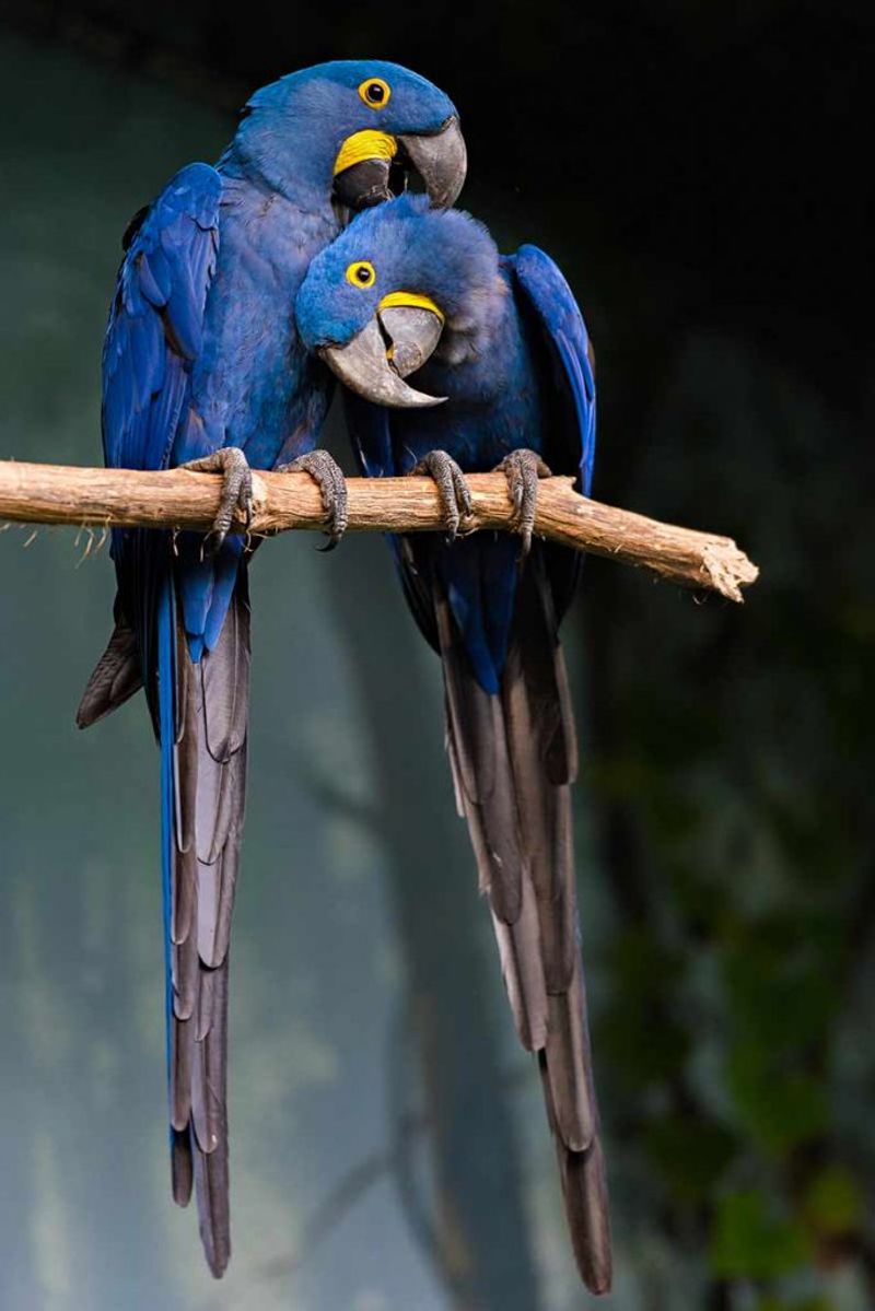 Hyacinth Macaw