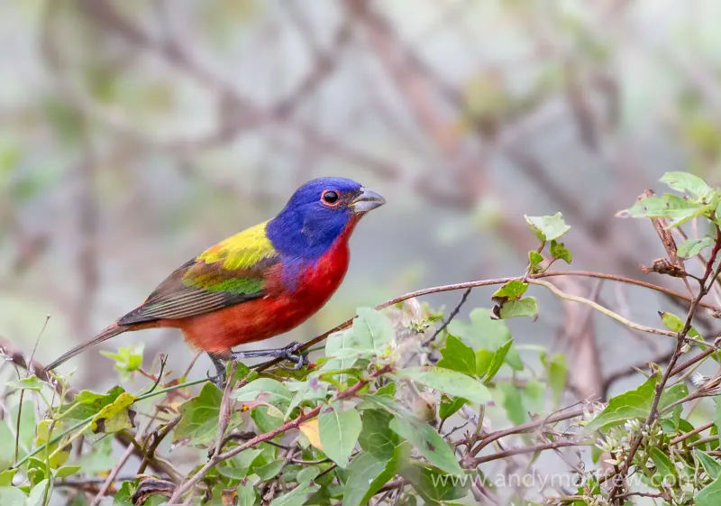 Painted Bunting