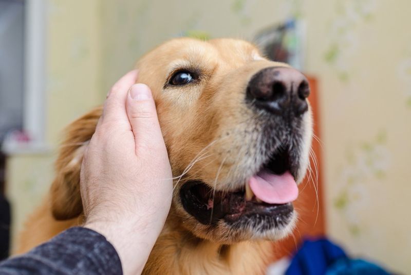 Gentle Whisper Bark