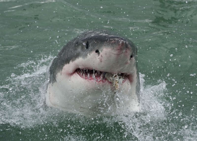 Gansbaai, South Africa
