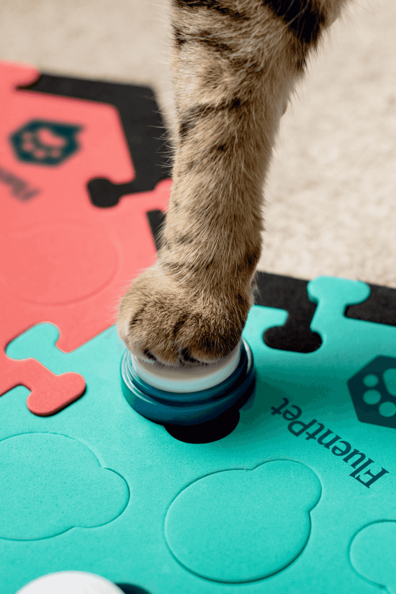 Cat Communication