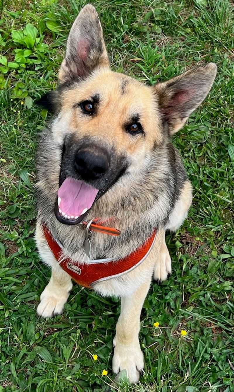 Rex the Courageous Protector