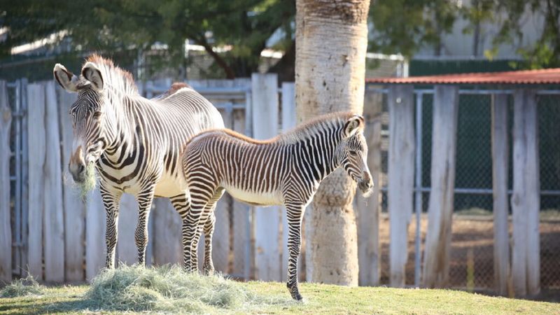 Zebras