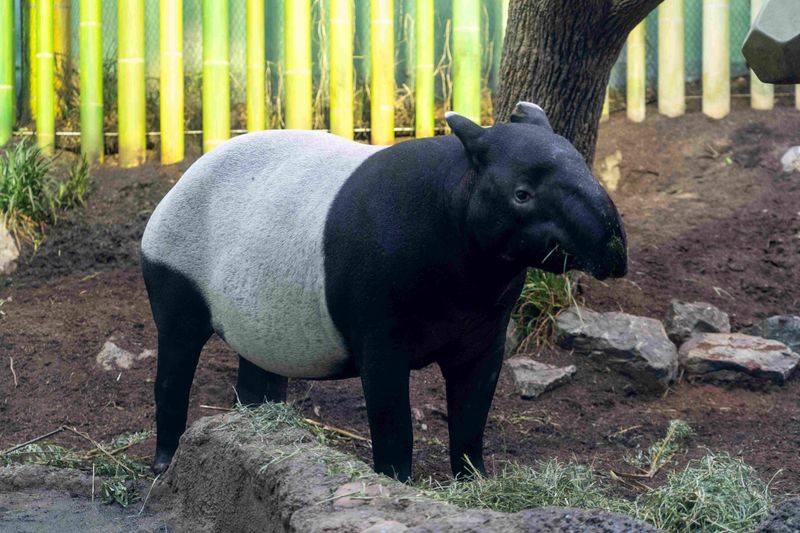 Tapir