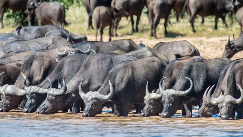 Cape Buffalo