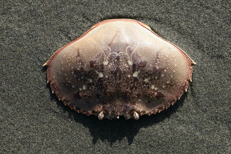 Crab