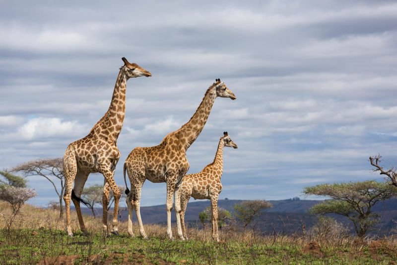 Giraffes: Towering Beauties