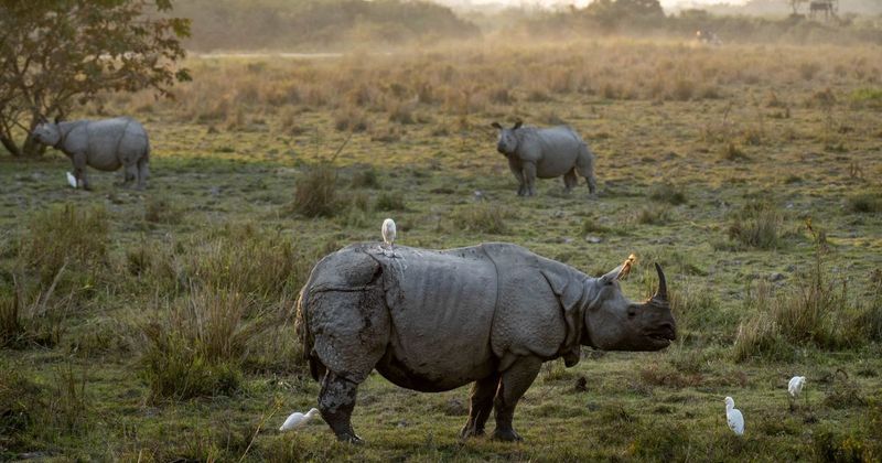 Rhinoceros
