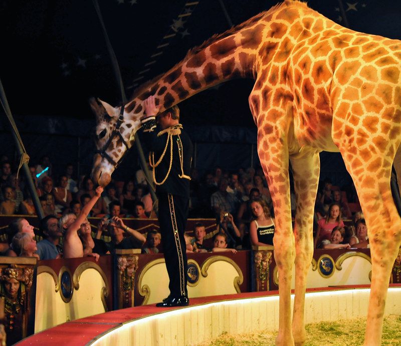 Giraffes
