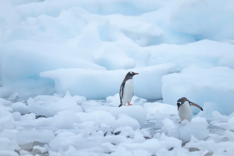 Penguins Mate for Life