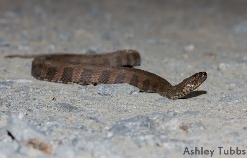 South Carolina - Cottonmouth