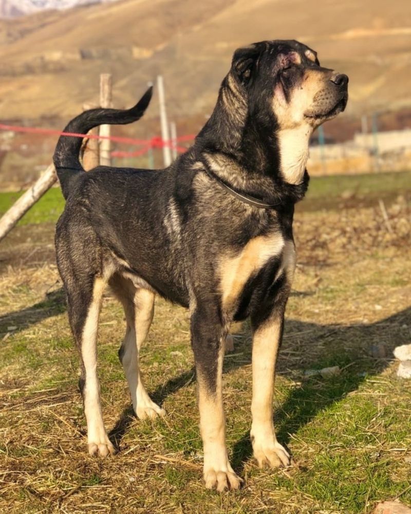 Molossus of Epirus (African Lineage Influence)