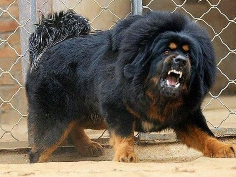 Tibetan Mastiff