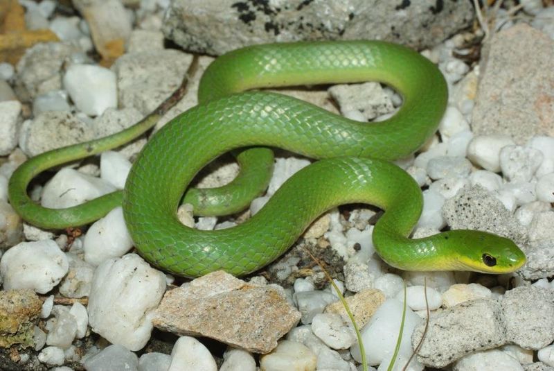 Smooth Green Snake