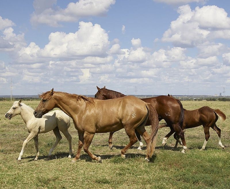 Horse Breeding