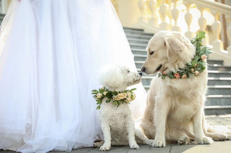 Pet of Honor