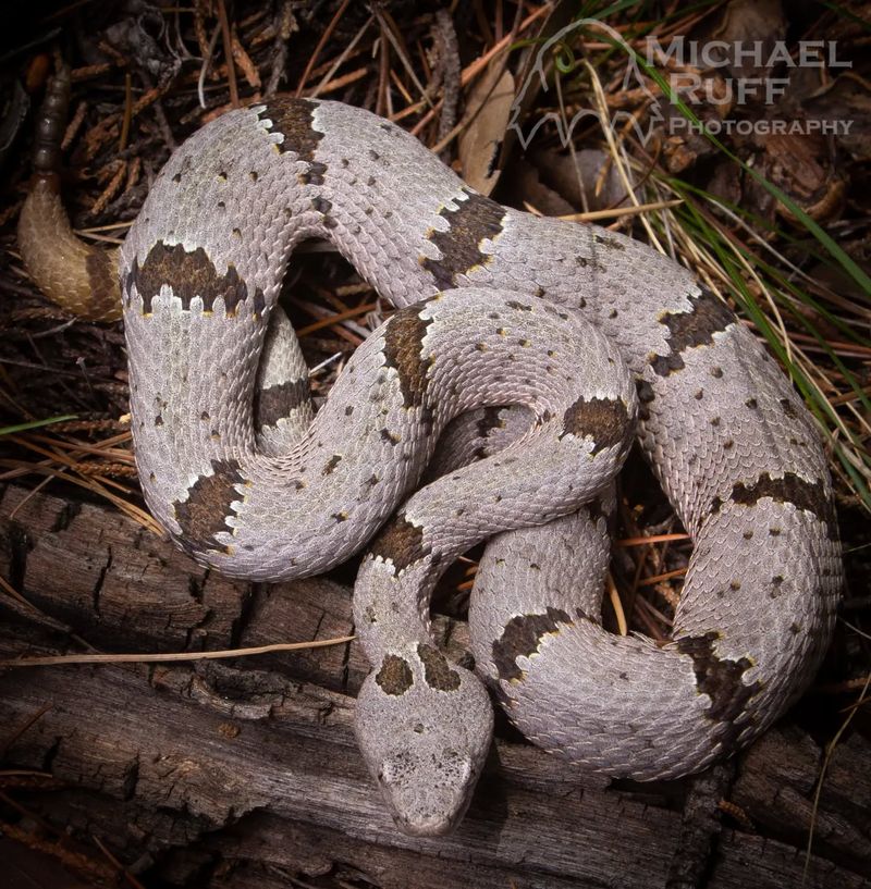 Banded Rock Rattlesnake