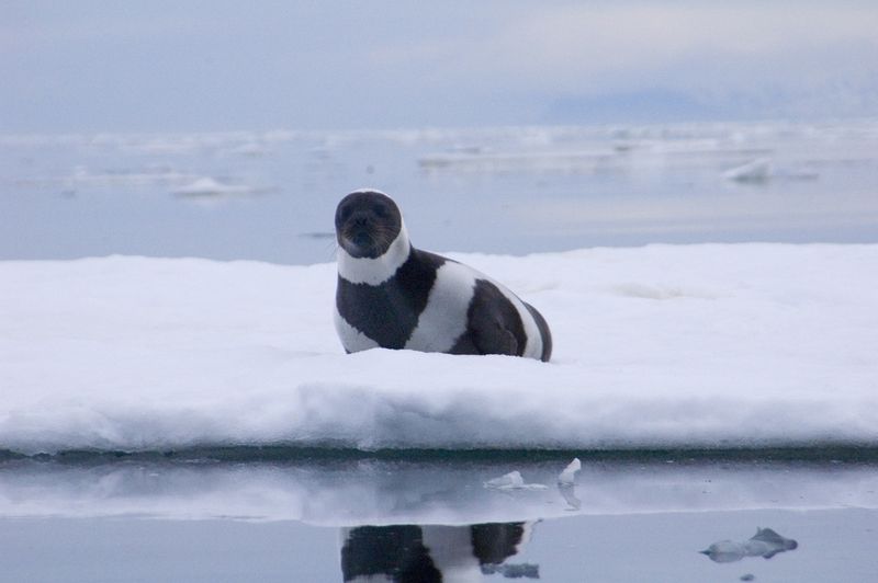 Ribbon Seal