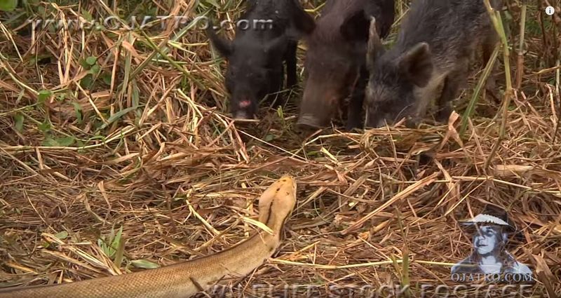 Wild Boar